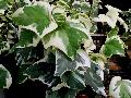 Golden Child Ivy / Hedera 